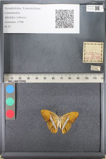 Media type: image;   Entomology 141072